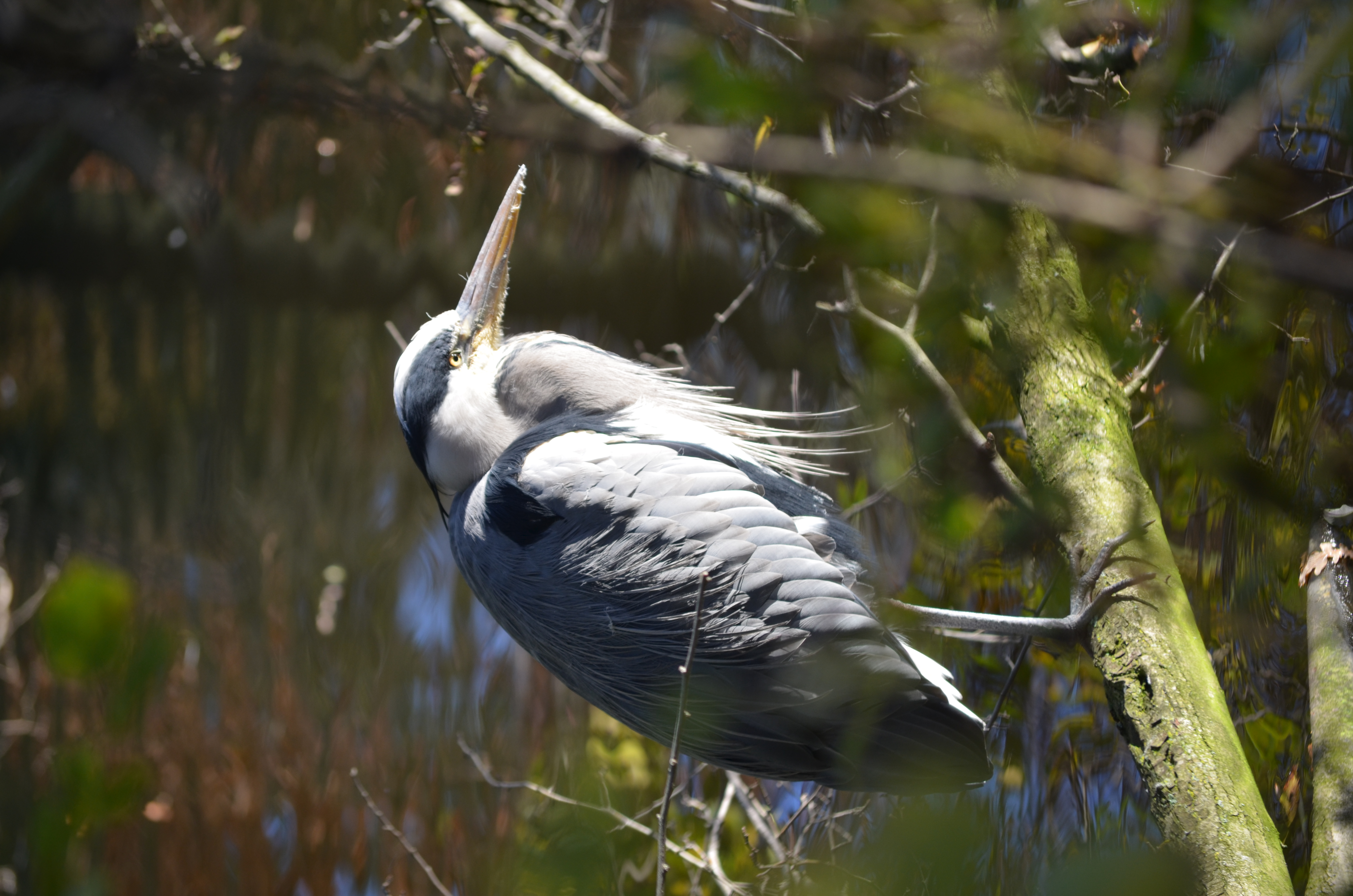 ./2017/19 - Viking Lif/13 - Amsterdam, The Netherlands/DSC_0596.JPG